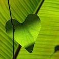 Herz-Blatt
