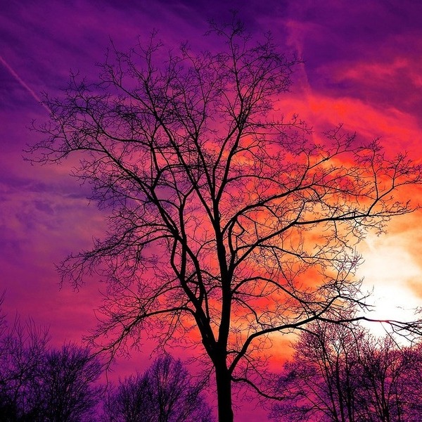 tree / cc0_mabel amber_pixabay tred